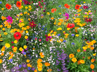 Creëer je eigen pluktuin: Tips en bloemenzadenmengsels voor een kleurrijke tuin