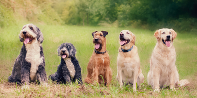 Wat is goed hondenvoer?