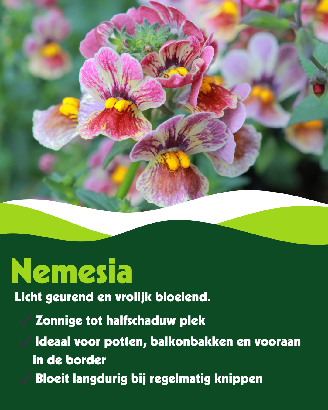 Nemesia - Verschillende kleuren - OP = OP