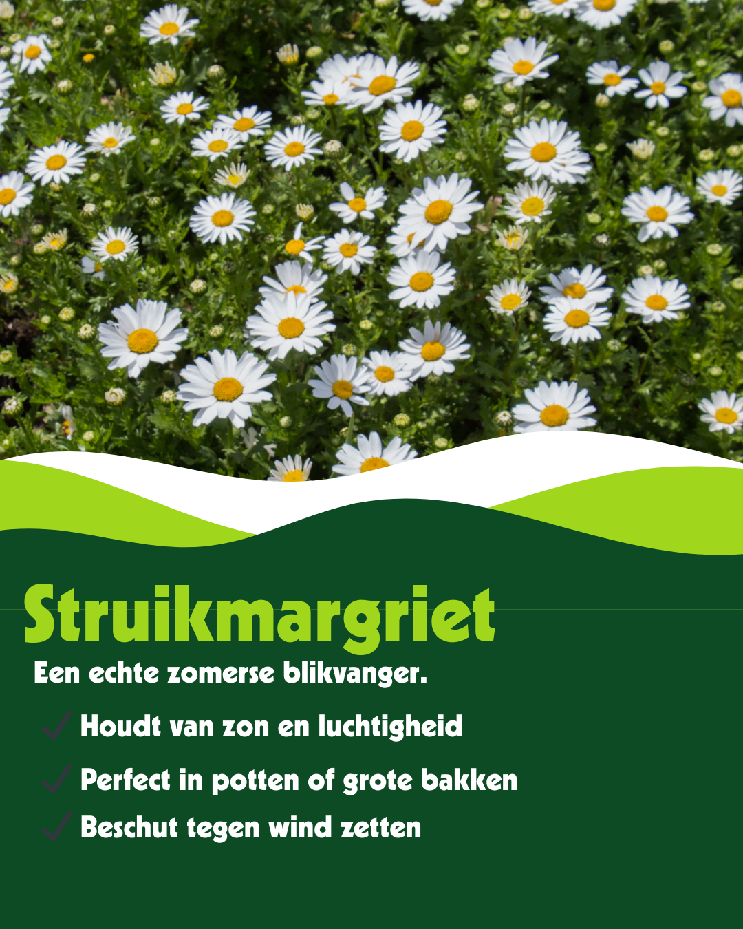 Struikmargriet (Argyranthemum frutescens) - OP = OP