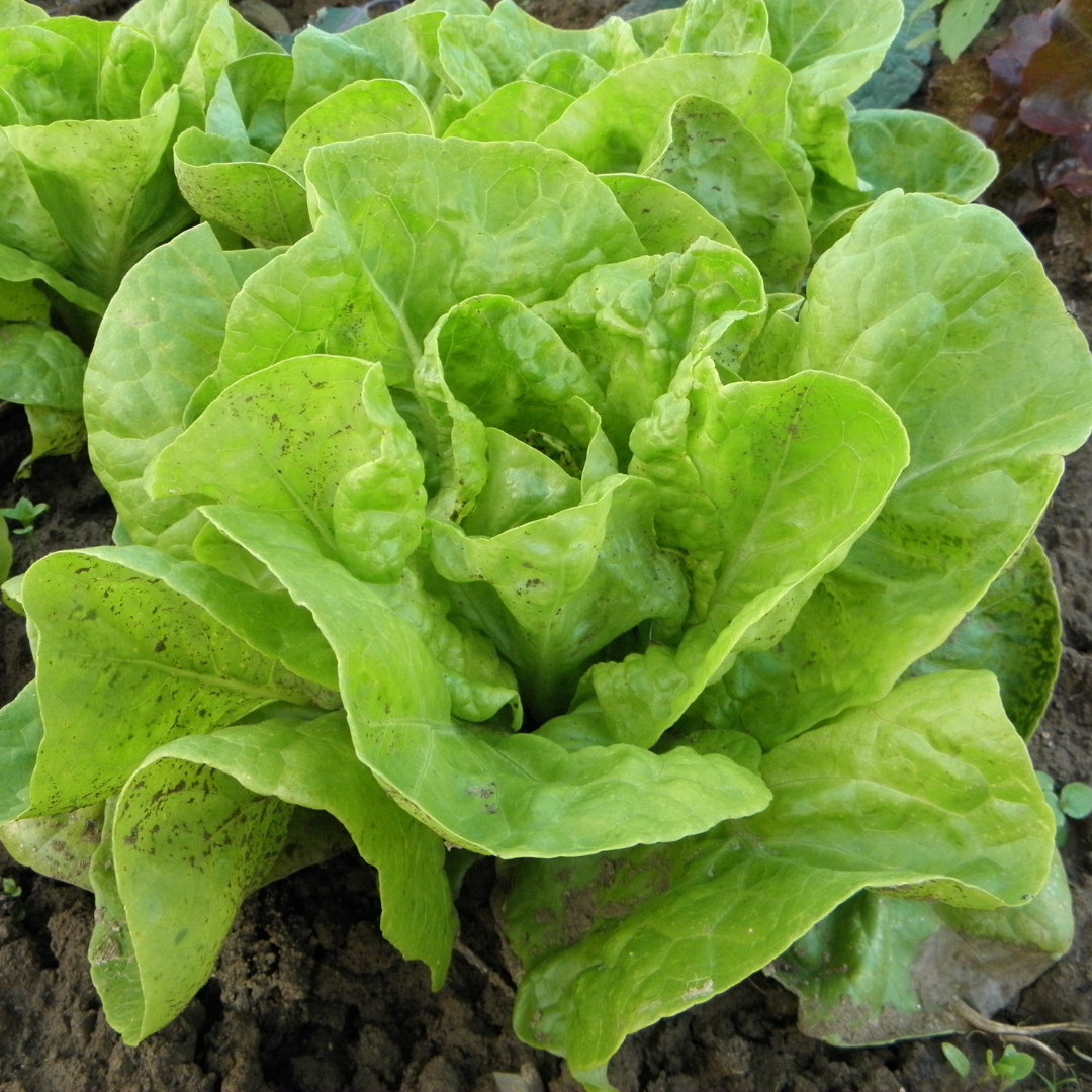 Sla plantje OP = OP