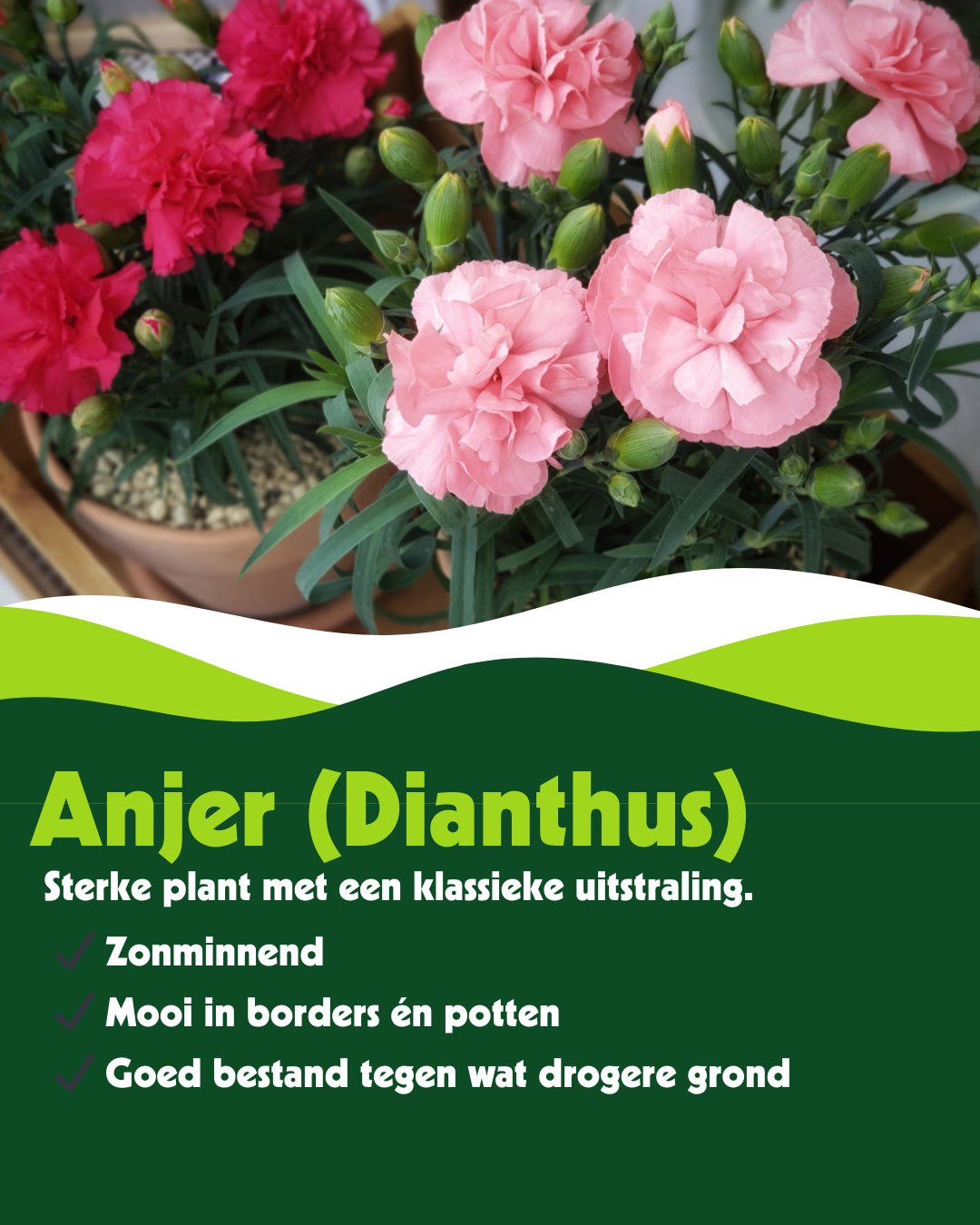 Anjer (Dianthus) - OP = OP
