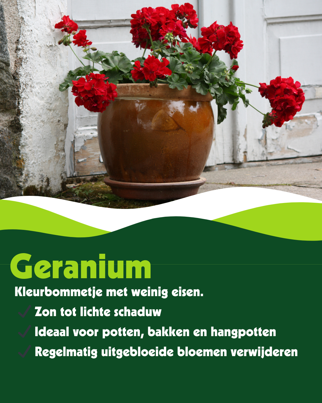Geranium (Pelargonium zonale) - OP = OP