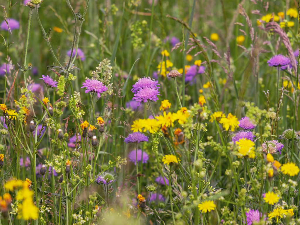 Ten Have Seeds - Green Star - Bijenmengsel 1 jarig - 100m²