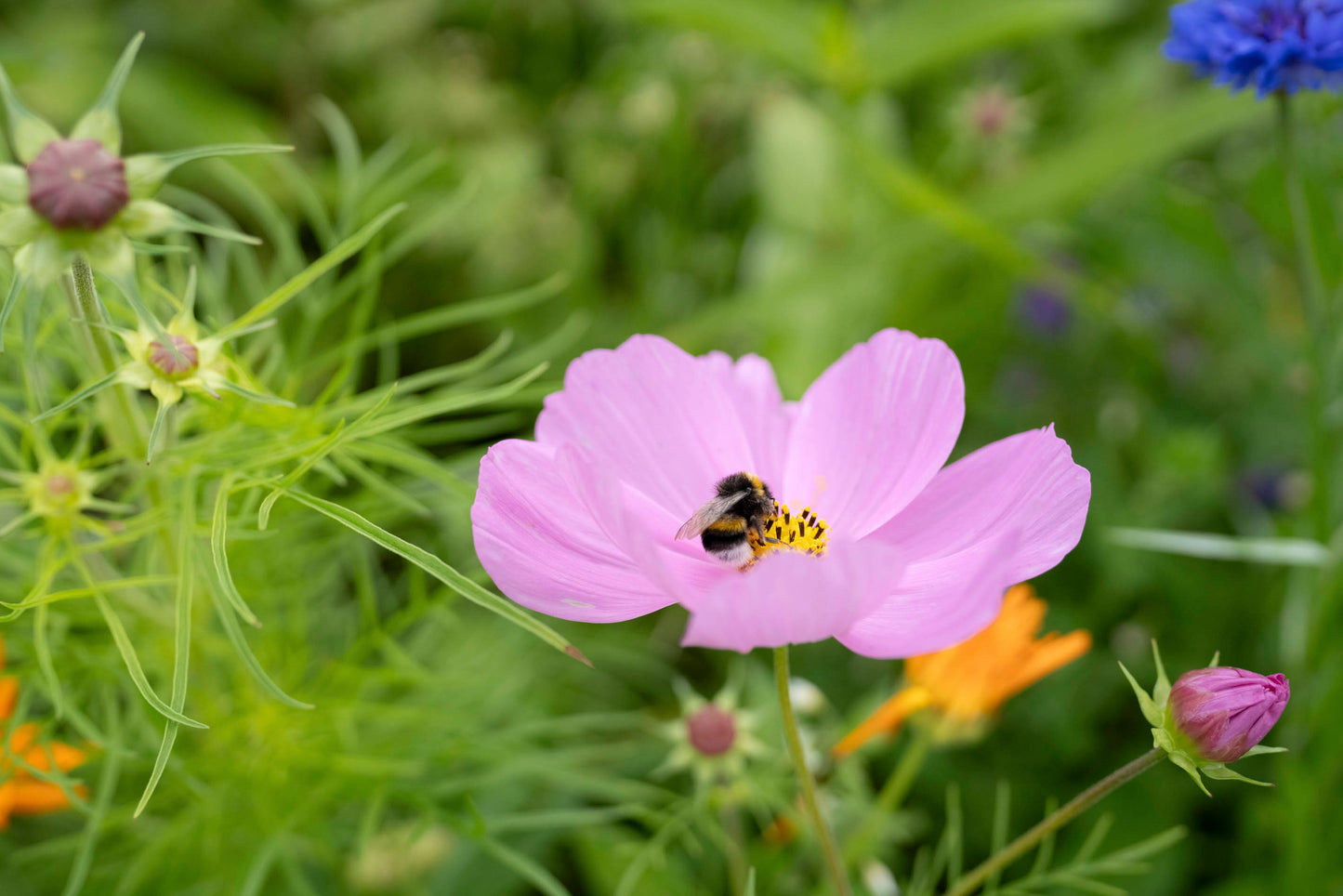 Ten Have Seeds - Green Star - Wildbloemenmengsel - 100m²