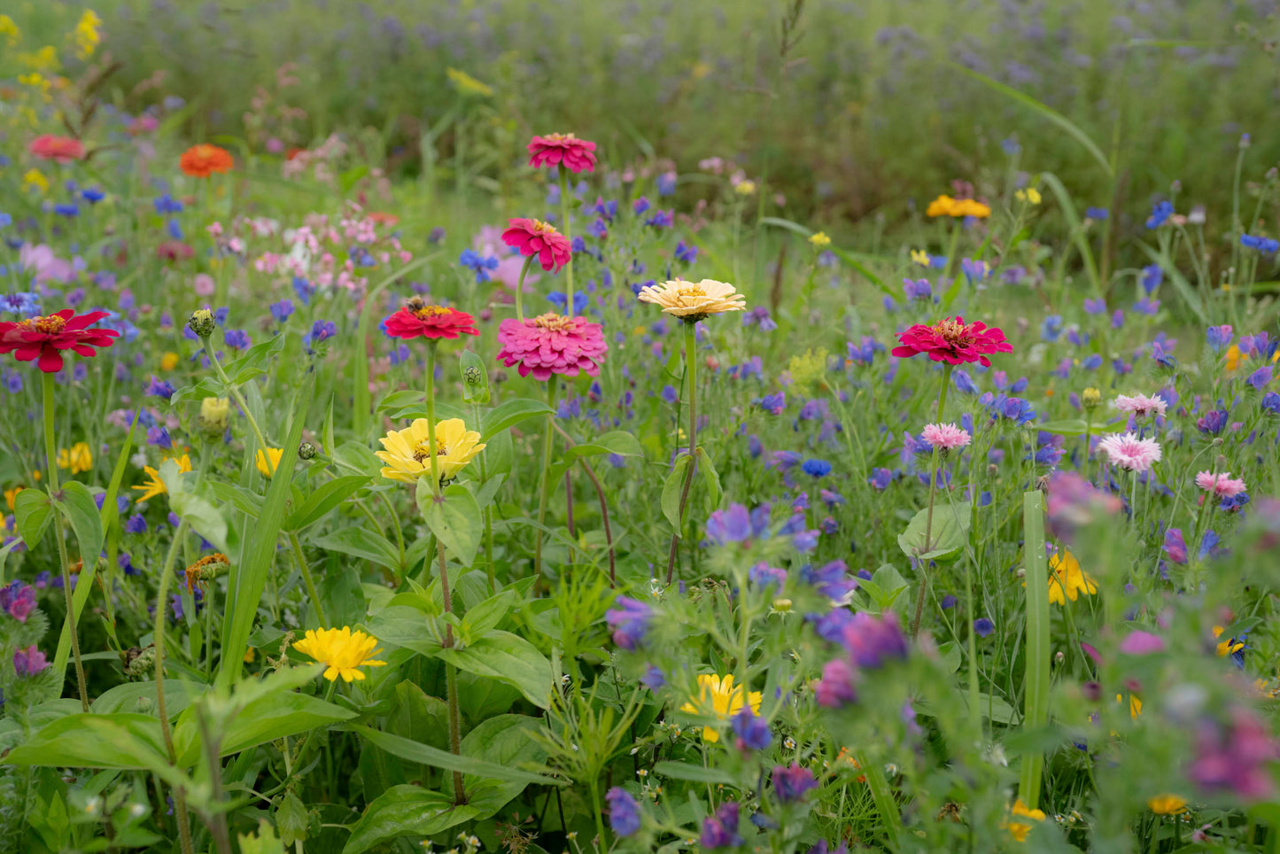 Ten Have Seeds - Green Star - Zomerbloemenmengsel - 100m²