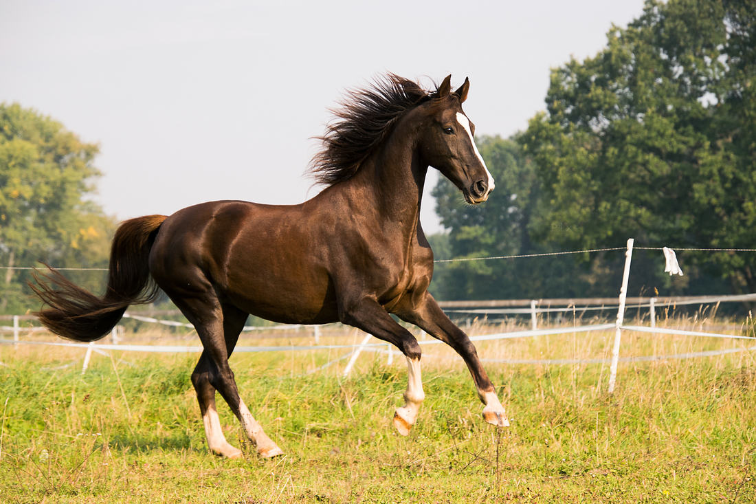 Pavo Gastricease of Action Gastro & Digestion Mix: Welk paardenvoer is beter voor je paard?