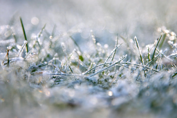 Wat te doen in de tuin in januari 2025: Tips voor een gezond tuinjaar