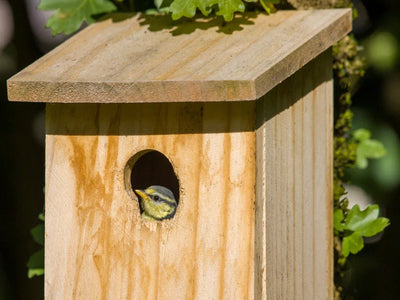Nestkastjes ophangen: wanneer en waar voor een vogelvriendelijke tuin