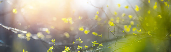Tuinkalender Februari: Kalken voor een Gezond Gazon