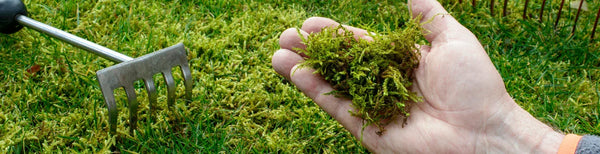 De strijd tegen mos in ons gazon