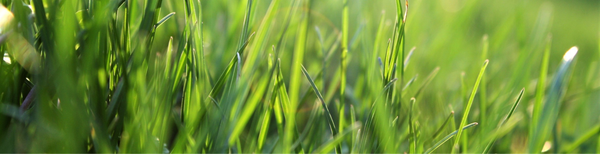 Wanneer verticuteren en kalken? Zo pak je het slim aan (zonder je gazon te slopen)