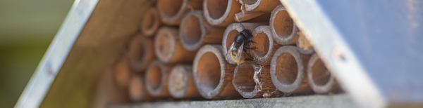Maart: Het maken van een insecten- en bijenhotel