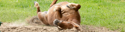 Wat te doen tegen zomerkriebels? Bescherm je paard met HorseFlex