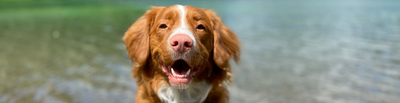 Een fitte, rustige hond met een fris gebit: Ontdek FlexRex!