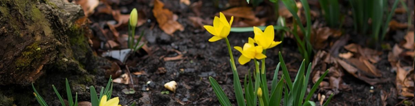 Wat te doen in de tuin in februari 2026?