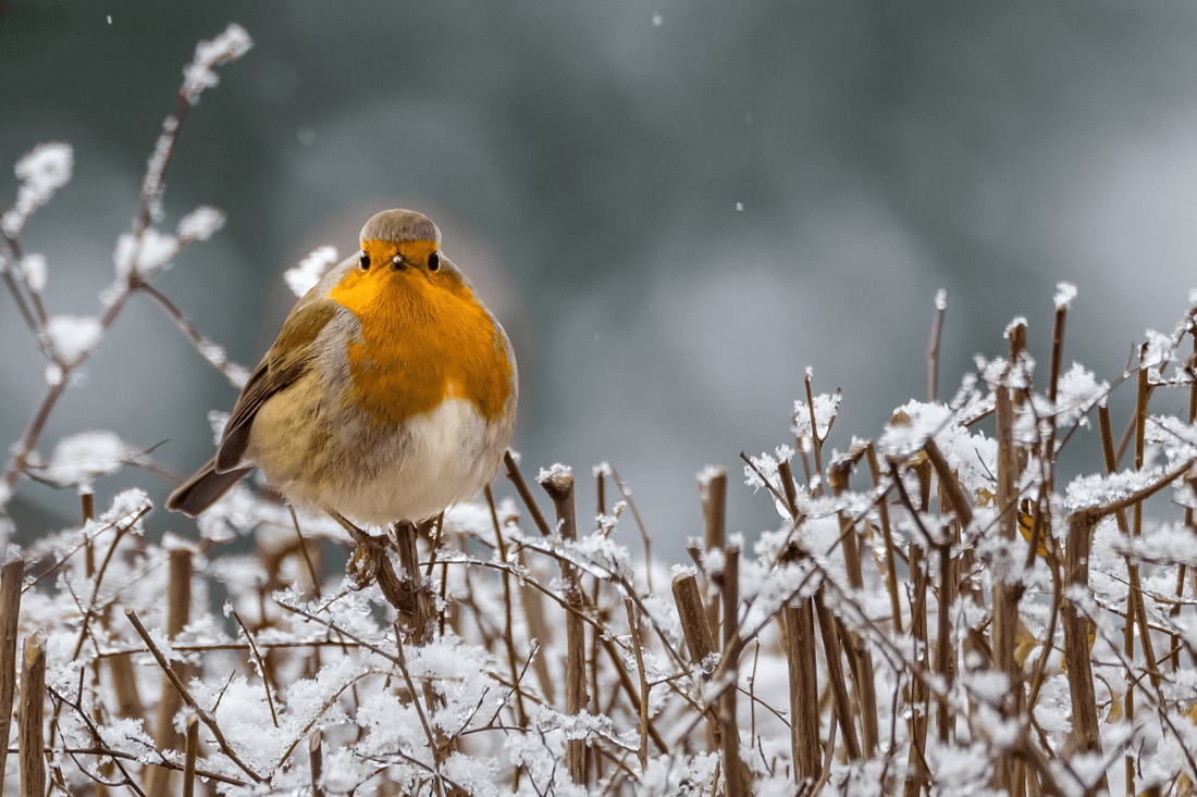 Roodborstje op takken met sneeuw