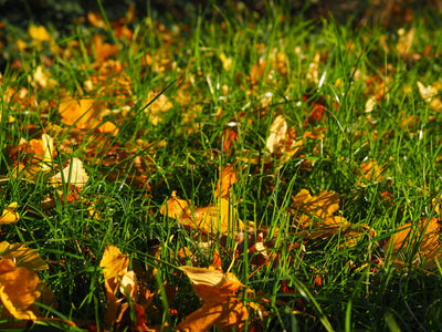 Wat doen met gazon in september: 4 taken die je nu kunt doen