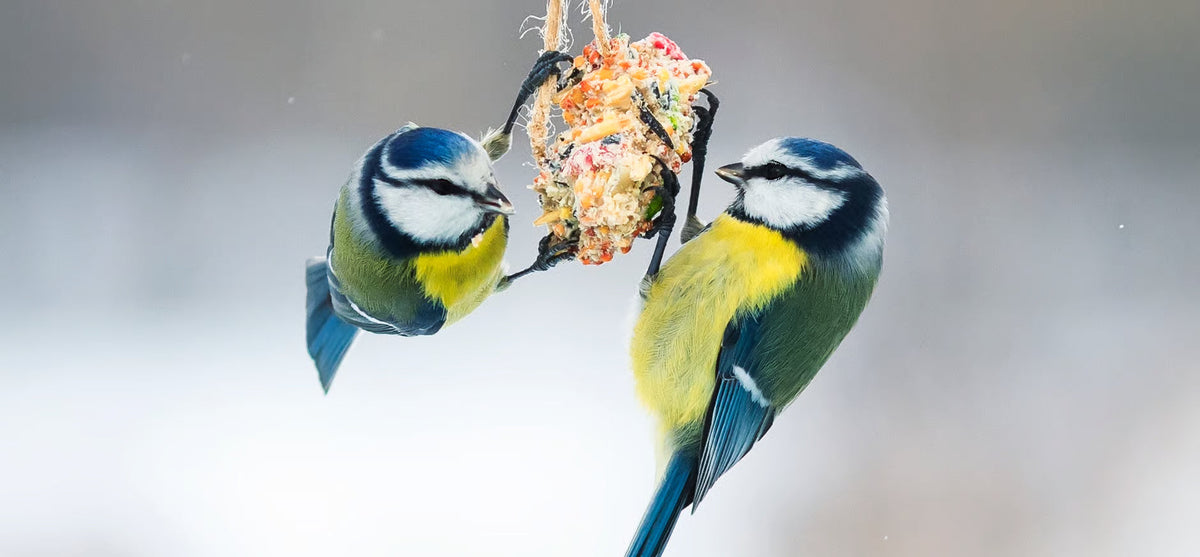 Van tuin naar winterverblijf: zo help je vogels en kleine dieren het najaar door