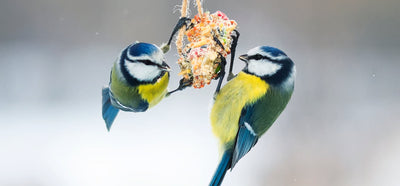 Van tuin naar winterverblijf: zo help je vogels en kleine dieren het najaar door