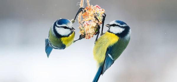 Van tuin naar winterverblijf: zo help je vogels en kleine dieren het najaar door