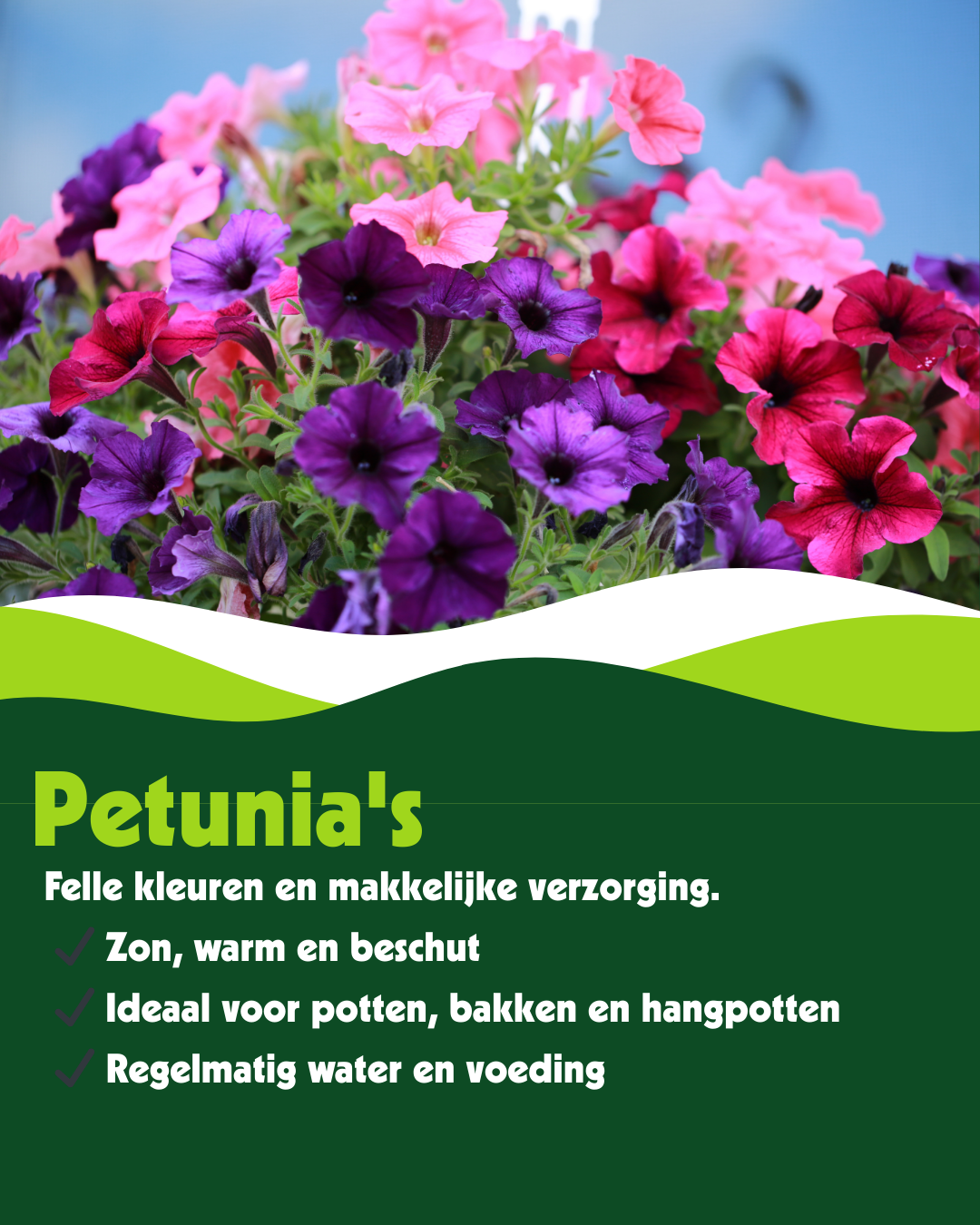 Petunia - Verschillende kleuren - OP = OP