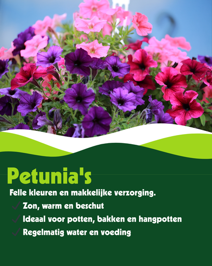 Petunia - Verschillende kleuren - OP = OP