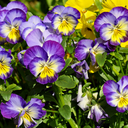 Viooltjes (Viola) - Verschillende kleuren - OP = OP