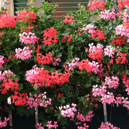 Hanggeranium (Pelargonium peltatum) - OP = OP