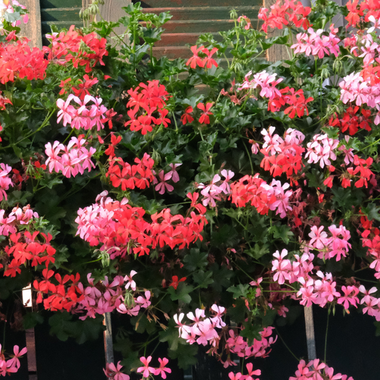 Hanggeranium (Pelargonium peltatum) - OP = OP