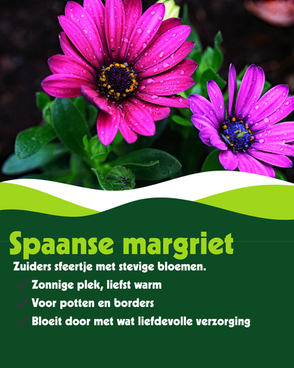 Spaanse margriet (Osteospermum) - Verschillende kleuren - OP = OP