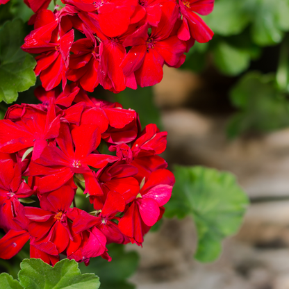Geranium (Pelargonium zonale) - OP = OP