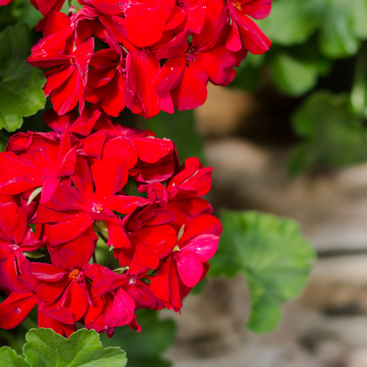 Geranium (Pelargonium zonale) - OP = OP