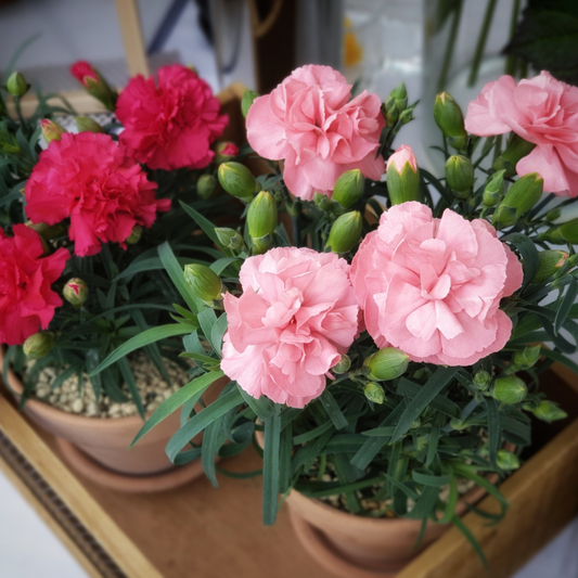 Anjer (Dianthus) - OP = OP