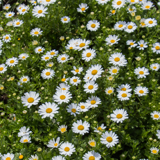 Struikmargriet (Argyranthemum frutescens) - OP = OP