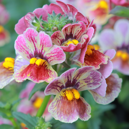 Nemesia - Verschillende kleuren - OP = OP