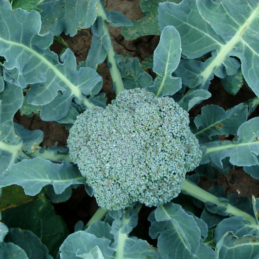 Broccoli plantje OP = OP