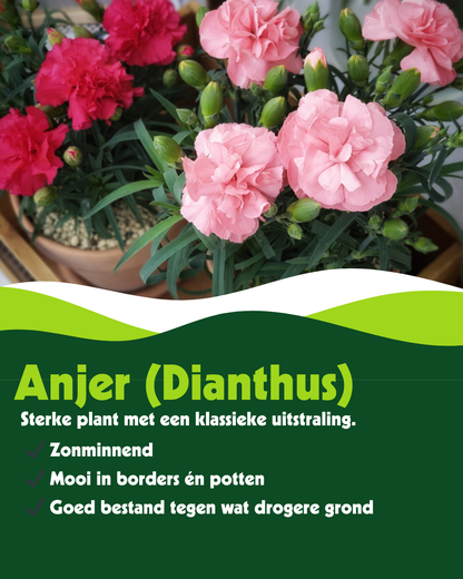 Anjer (Dianthus) - OP = OP