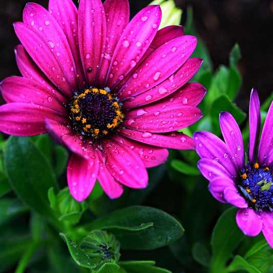 Spaanse margriet (Osteospermum) - Verschillende kleuren - OP = OP