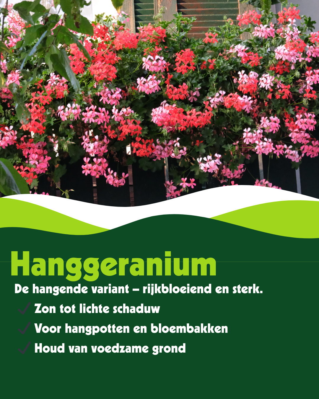 Hanggeranium (Pelargonium peltatum) - OP = OP