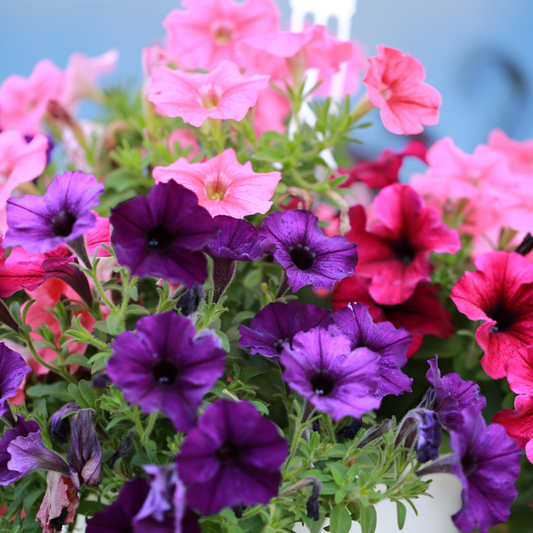 Petunia - Verschillende kleuren - OP = OP