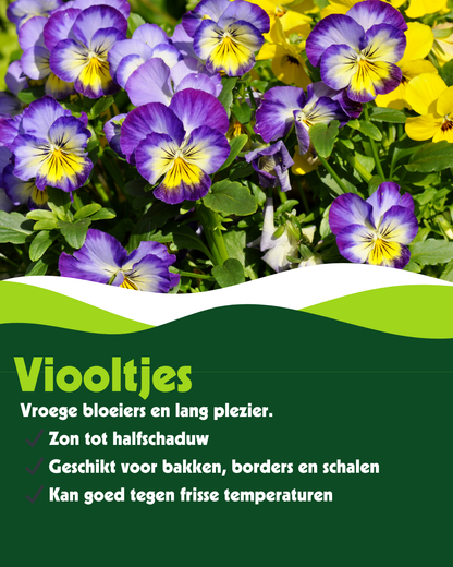 Viooltjes (Viola) - Verschillende kleuren - OP = OP