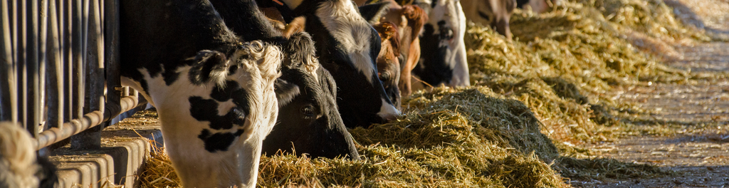 Hittestress bij koeien voorkomen in het voorjaar